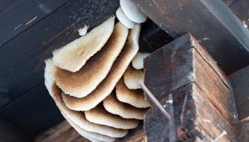 Wenn diese Hütte sprechen könnte